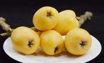柚子籽 柚子籽盆栽能活多久 枇杷籽怎么种小盆栽
