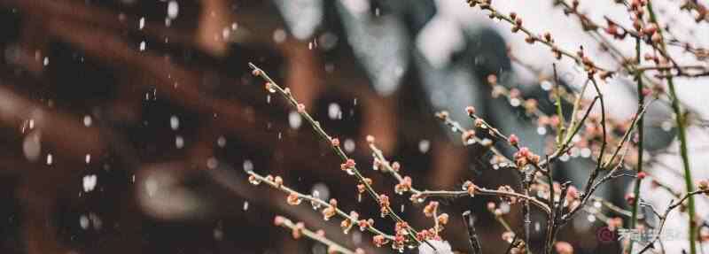 古诗春雪 春雪古诗翻译 春雪古诗的意思