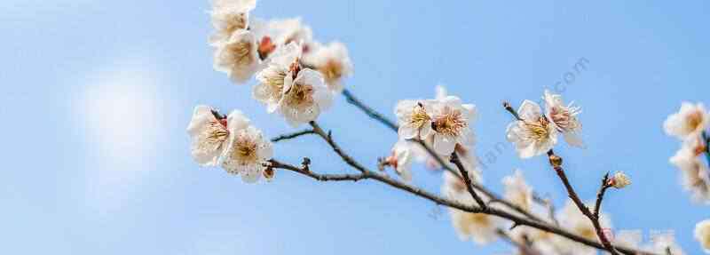 孤芳自赏什么意思 孤芳自赏的意思 孤芳自赏的意思是什么