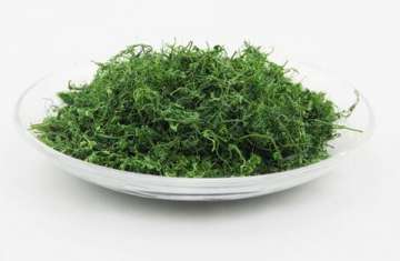 绞股蓝茶叶 喝绞股蓝茶有什么好处 绞股蓝茶可以天天喝吗