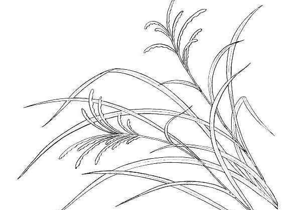 小草的简笔画 小草的简笔画图片分享_路边的野草