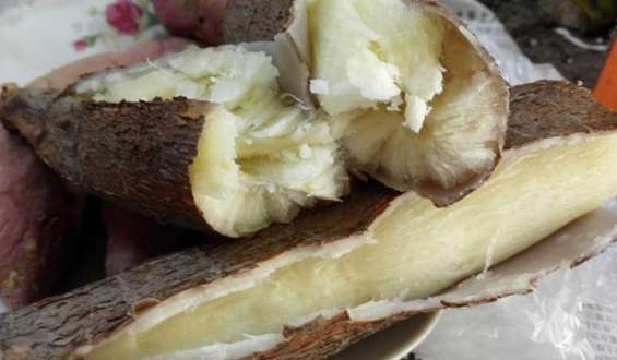 木薯怎么煮才没有毒 木薯有毒为什么还吃 木薯可以直接蒸来吃吗?