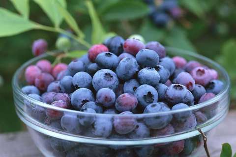 草莓和什么榨汁好喝 蓝莓和什么榨汁好喝 蓝莓汁什么时候喝最好