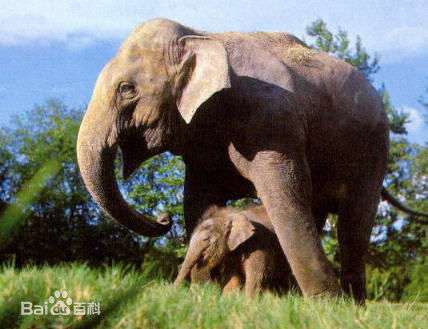 大象的寿命 大象的寿命约为多少年 非洲和亚洲的象区别