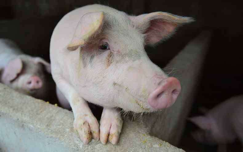 猪价预测 2020中秋猪价预测 生猪价格是涨还是跌？