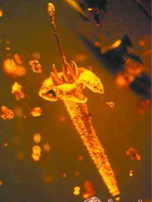 马钱子碱 1500万年前琥珀中发现已灭绝植物或有毒