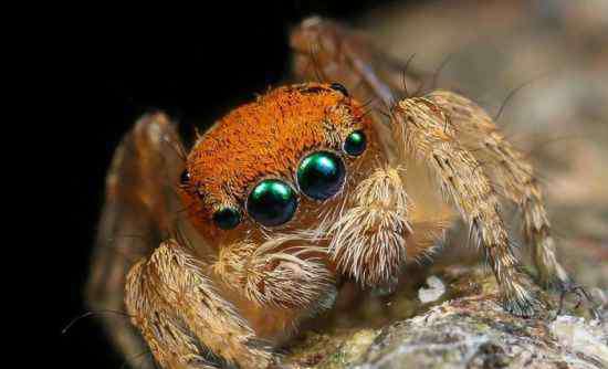 孔雀蜘蛛 澳大利亚新州发现新型橙色孔雀蜘蛛长仅3毫米