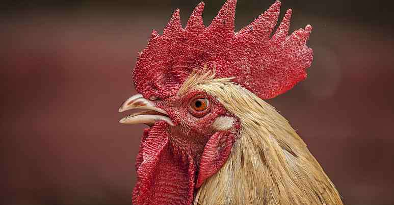 公鸡几点打鸣 因夜间打鸣扰民 瑞士法院为公鸡制定“打鸣时间表”