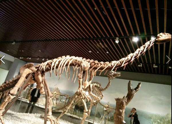 大化石图片 真正的恐龙化石图片 研究恐龙化石有什么用
