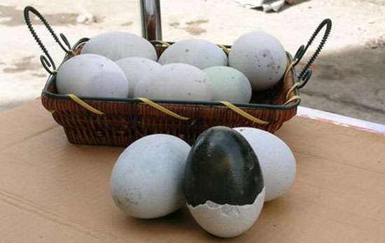 松花蛋中毒 皮蛋吃太多有什么危害 吃皮蛋中毒怎么办