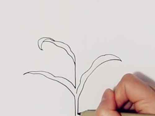玉米怎么画 植物简笔画：教你画一株玉米树，快为小朋友收藏吧！