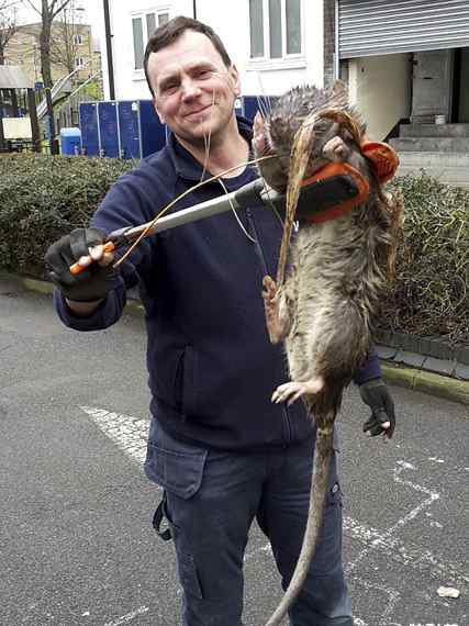 巨大老鼠 英国爆发2亿老鼠 巨型老鼠加上尾巴长有1米