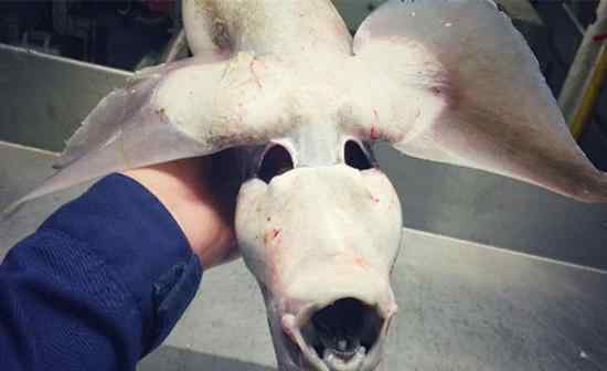 蛇鱼图片 俄渔民捕怪异长翅深海鱼 盘点十大可怕的深海鱼类！