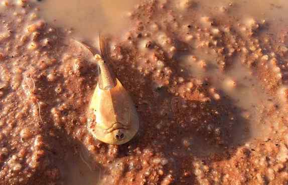 盾虾 澳洲现史前动物盾虾 2.5亿年前已经出现在地球