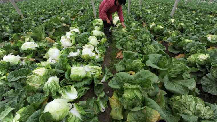 北京大白菜价格 日售1万3千斤白菜 每斤的售价涨5分钱