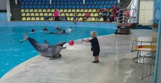 海豚智商 克里米亚聪明海豚与男孩互抛皮球嬉戏 海豚智商是人类的几岁？