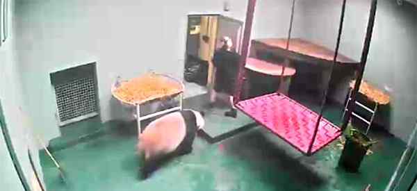 爱丁堡事件 英国爱丁堡动物园女饲养员险遭大熊猫偷袭 事件是怎么发生的？