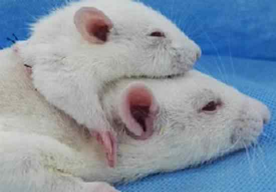 人的头颅可以移植吗 老鼠全头移植手术成功 下个接受手术或是中国人 换头术能成功吗？