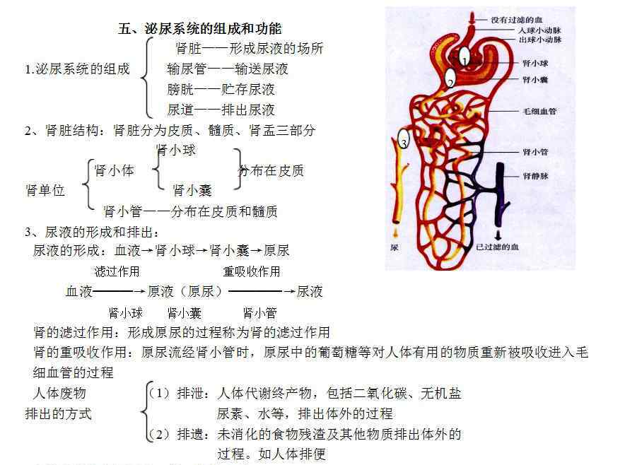 泌尿系统的组成 2014九年级生物会考泌尿系统的组成和功能