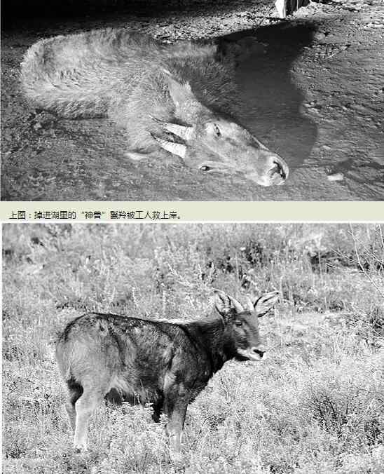 鬣羚 神兽踩空掉千岛湖 鬣羚是什么动物？被人称为“四不像”