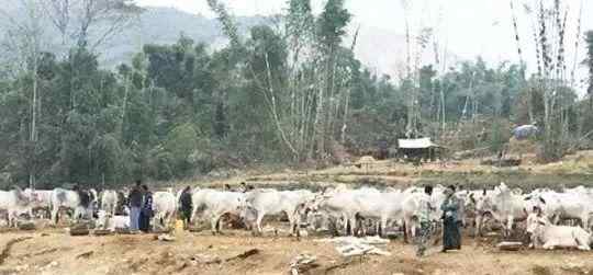 活牛交易网 1天可卖出2000头！中缅边境木姐活牛市场为什么那么火？