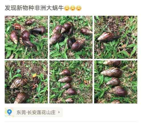 非洲大蜗牛能吃吗 非洲大蜗牛入侵中国怎么回事？非洲大蜗牛长什么样可以吃吗