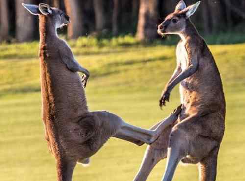 袋鼠打人 澳袋鼠路边打斗激烈现场图曝光 澳大利亚袋鼠为什么喜欢打架？