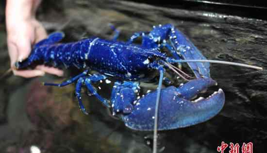 蓝色龙虾价格 餐厅发现蓝色龙虾怎么回事 蓝色龙虾照片曝光多少钱能吃么？