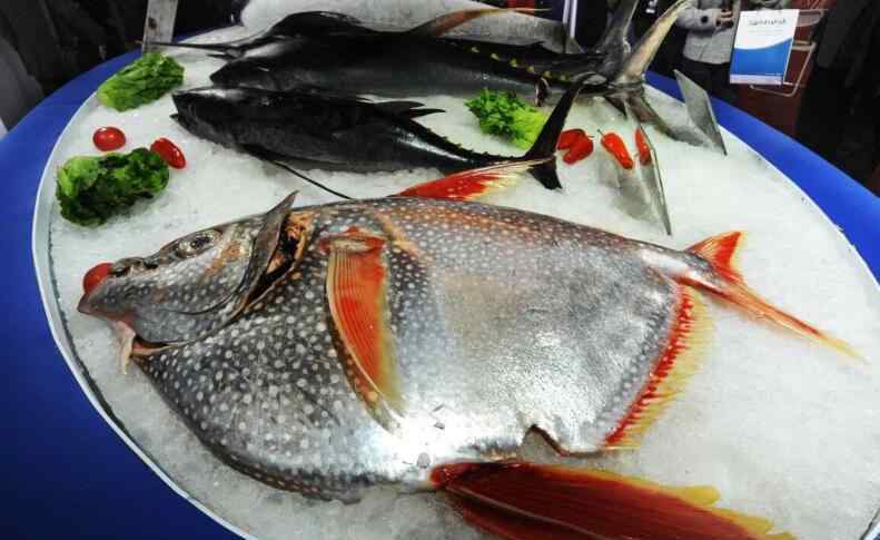 moonfish 月亮鱼是什么？极其罕见的月亮鱼能吃的吗？