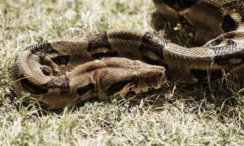 水蚺 北京抓获百米巨型蟒蛇真相揭秘 身长100多米已成妖