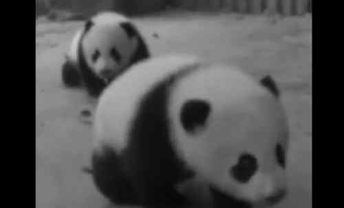 顺顺溜溜 大熊猫双胞胎顺顺溜溜病亡怎么回事 大熊猫双胞胎顺顺溜溜为什么病亡