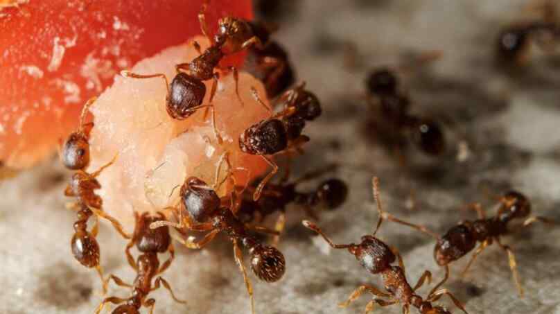 白蚁蚁后 寺庙翻修地下挖出白蚁 蚁后已超过40岁令人惊讶