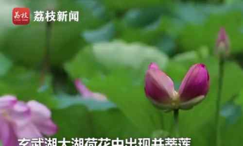 南京一枝花 南京玄武湖罕见再现并蒂莲图片详情 并蒂莲奇景是如何形成的？