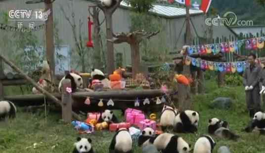 熊猫幼仔集体亮相 2018级18只熊猫宝宝幼儿园里撒欢儿庆生 萌翻全场