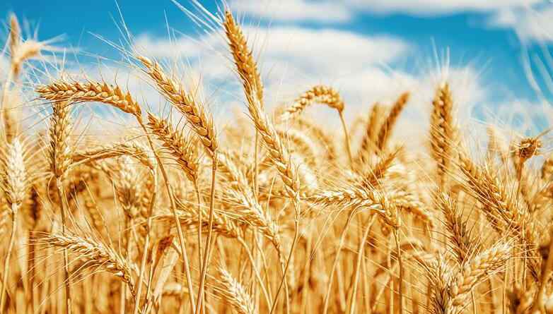 今日小麦最新价格 现在小麦多少钱一斤 2020最新价格行情公布