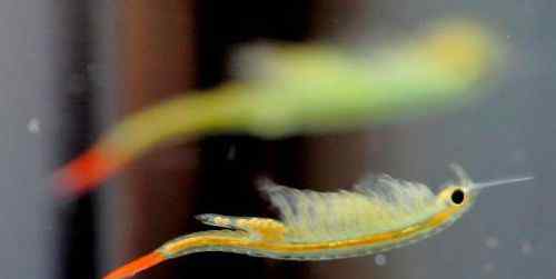 枝额虫 史前物种仙女虾怎么回事？仙女虾是什么被发现有哪些意义