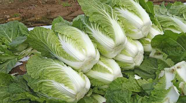 白菜多少钱一斤 大白菜价格现低谷 大白菜多少钱一斤腊月会涨价吗