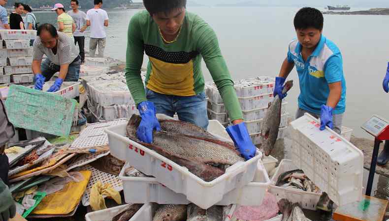鲳鱼的营养价值 金鲳鱼多少钱一斤 金鲳鱼有哪些营养价值