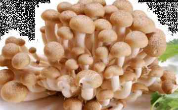 蘑菇上面长了一层白毛还能吃吗 白玉菇长白毛了能吃吗 蟹味菇在冰箱放张白毛