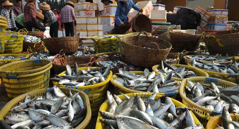 市场上常见的深海鱼 什么海鱼好吃又不贵 卖鱼老板推荐买这几种！