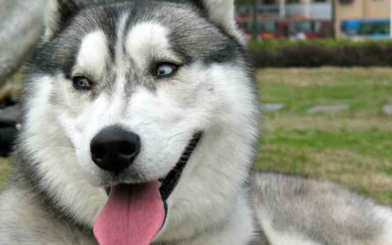 阿拉斯加犬跟哈士奇 阿拉斯加和哈士奇的区别 雪橇犬哪一种价格比较高