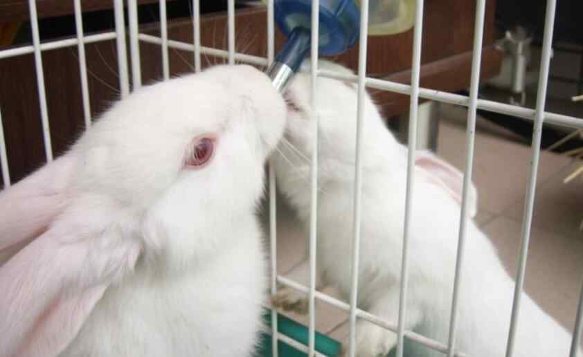 獭兔价钱 2017獭兔最新价格 獭兔多少钱一斤