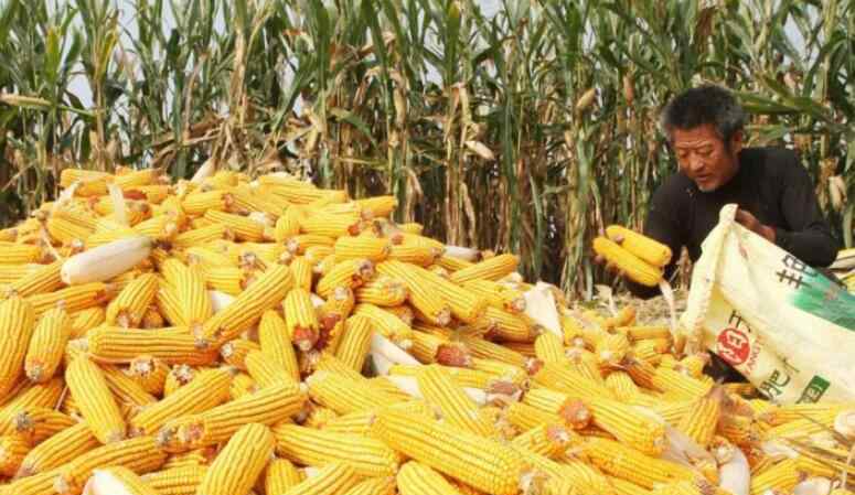 玉米种子多少钱一斤 2017年玉米价格多少钱一斤 今日玉米价格多少钱