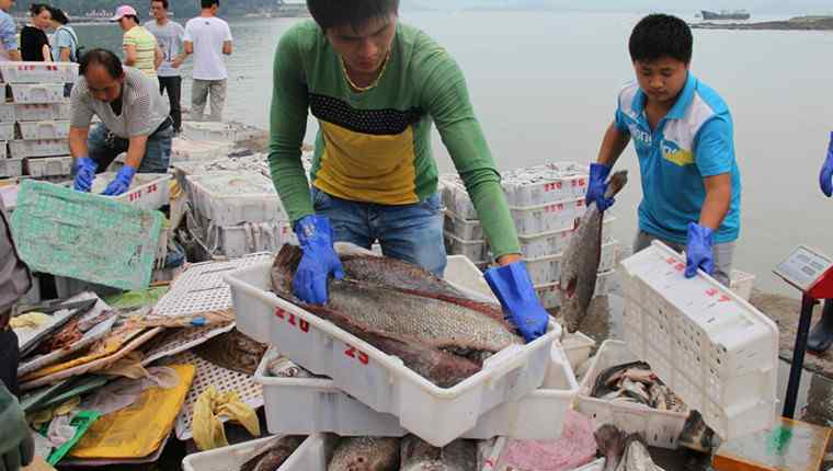 巨型翻车鱼 渔民捕获120斤巨型翻车鱼后放生 翻车鱼能吃吗