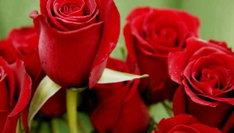 情人节玫瑰花价格 情人节玫瑰花多少钱一支 情人节怎么买玫瑰花价格优惠