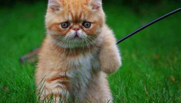 薮猫多少钱一只 女大学生寝室虐猫 揭全球最贵的猫价值多少钱
