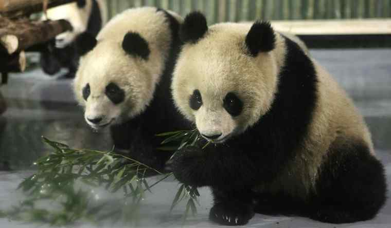 北京动物园闭园 北京动物园大熊猫馆闭馆 北京动物园门票多少钱