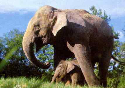 大象寿命 大象的寿命约为多少年 非洲和亚洲的象区别