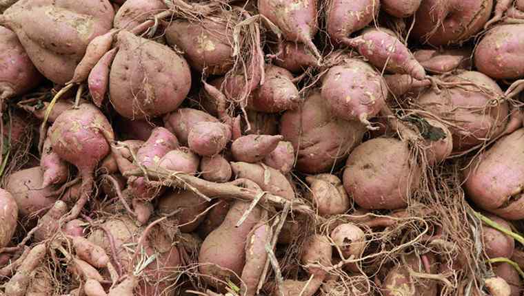 红薯多少钱一斤 红薯多少钱一斤 红薯的功效与作用