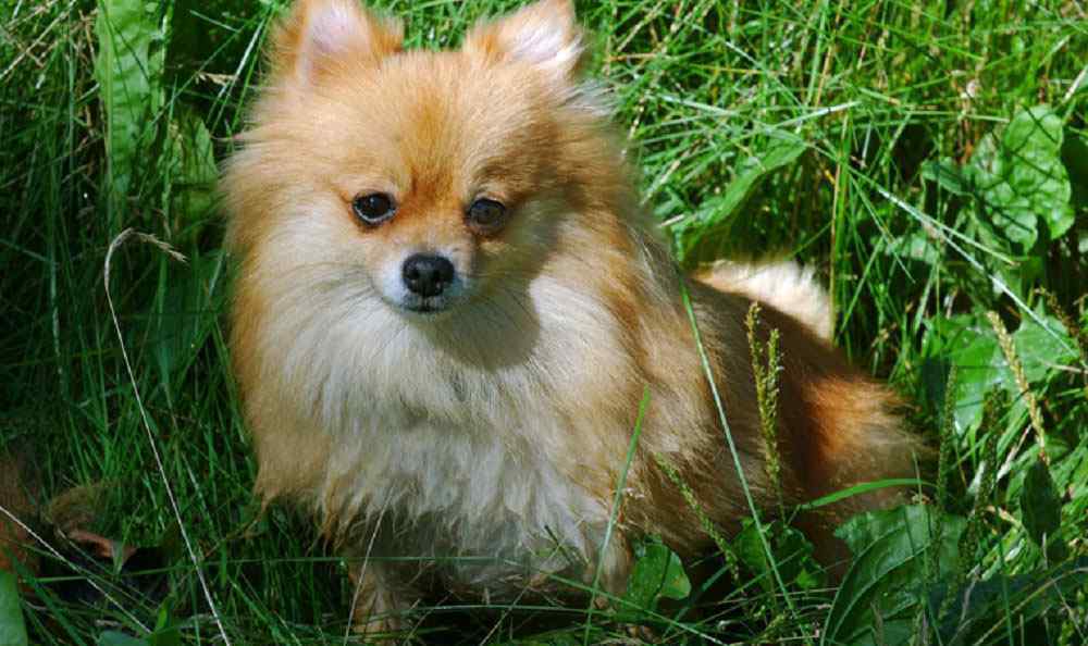英系博美犬价格 博美犬好养吗 纯种博美犬多少钱一只